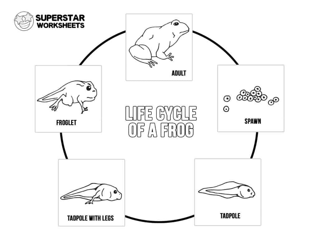 life cycle of frog worksheet