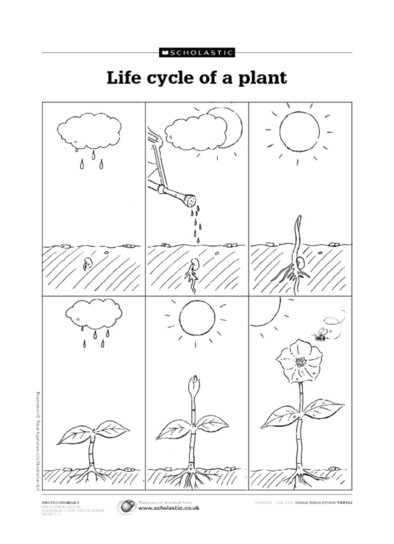 life cycle of plants worksheet