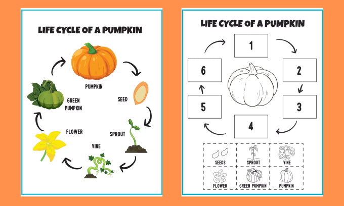 life cycle of pumpkins worksheet