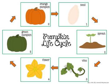 life cycle of pumpkins worksheet