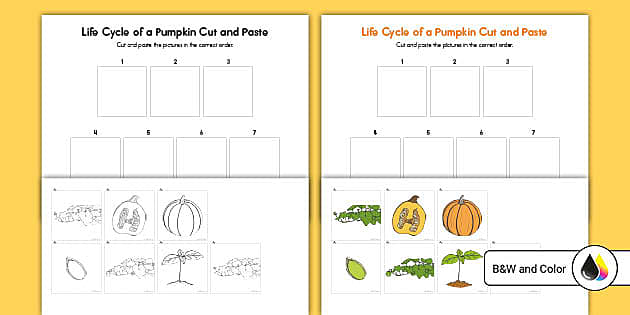 life cycle of pumpkins worksheet