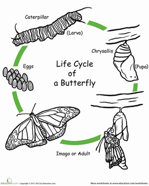 Color the Life Cycle: Butterfly | Worksheet 