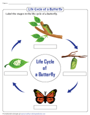 life cycle of the butterfly worksheet