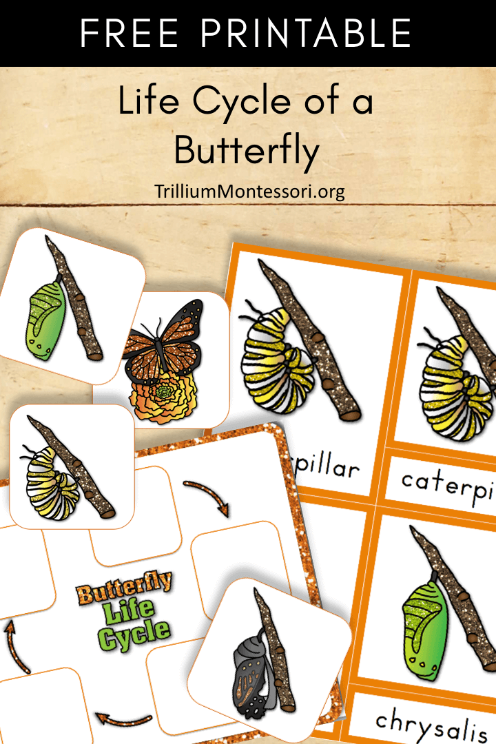 life cycle of the butterfly worksheet