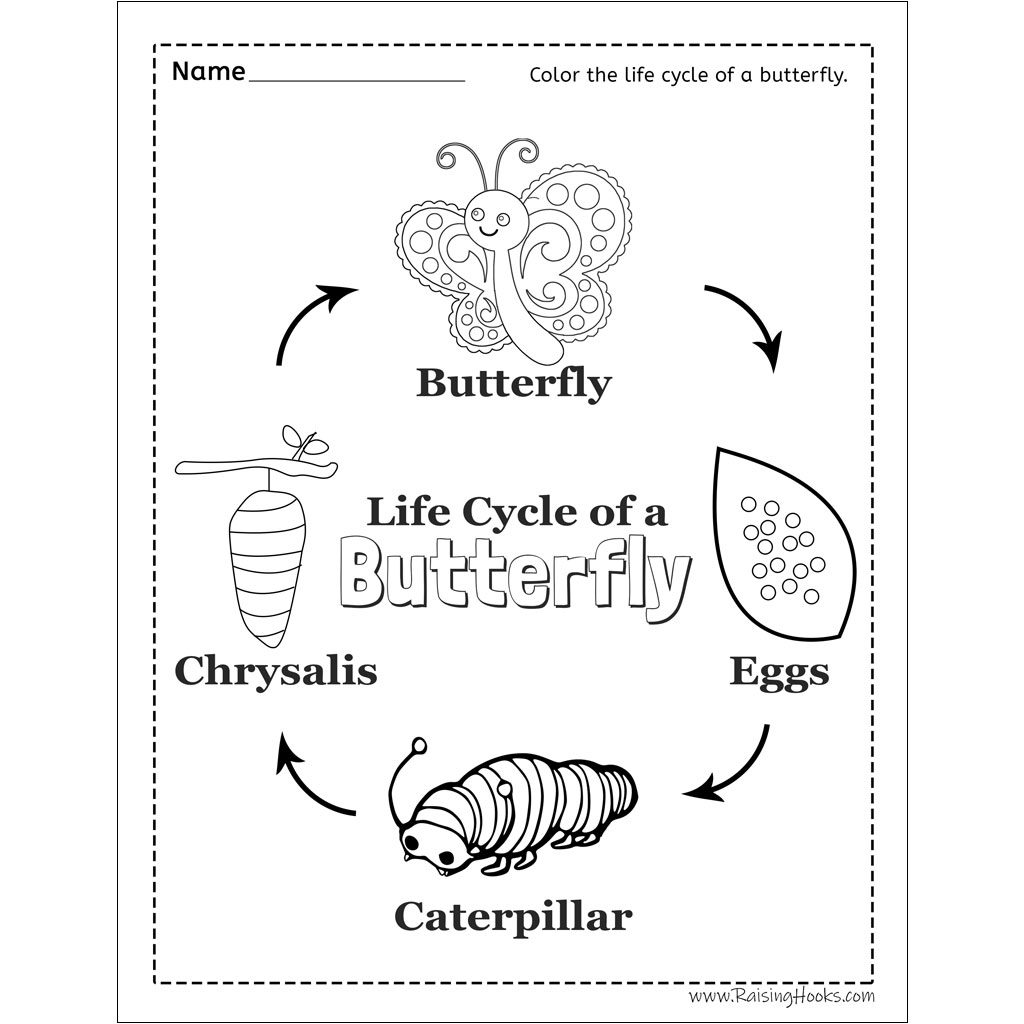life cycle of the butterfly worksheet