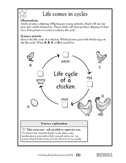 life cycle worksheet for 2nd grade