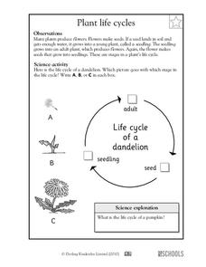 Plant Life Cycles Worksheet for Kindergarten - 2nd Grade | Lesson ...