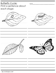 Life Cycle of a Butterfly Worksheets
