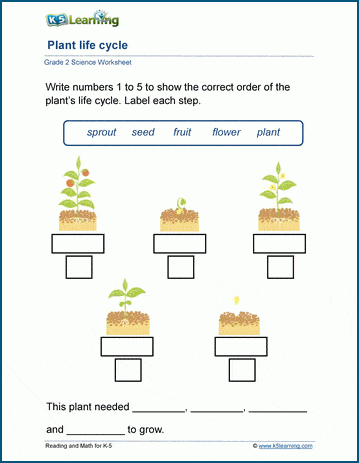 life cycle worksheet for 2nd grade