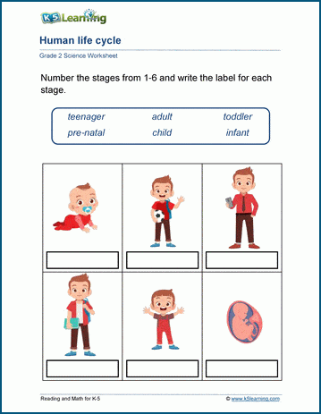 life cycle worksheet for 2nd grade