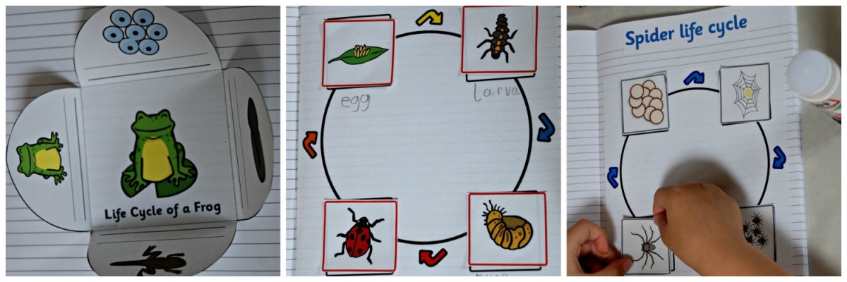 life cycles of animals worksheet