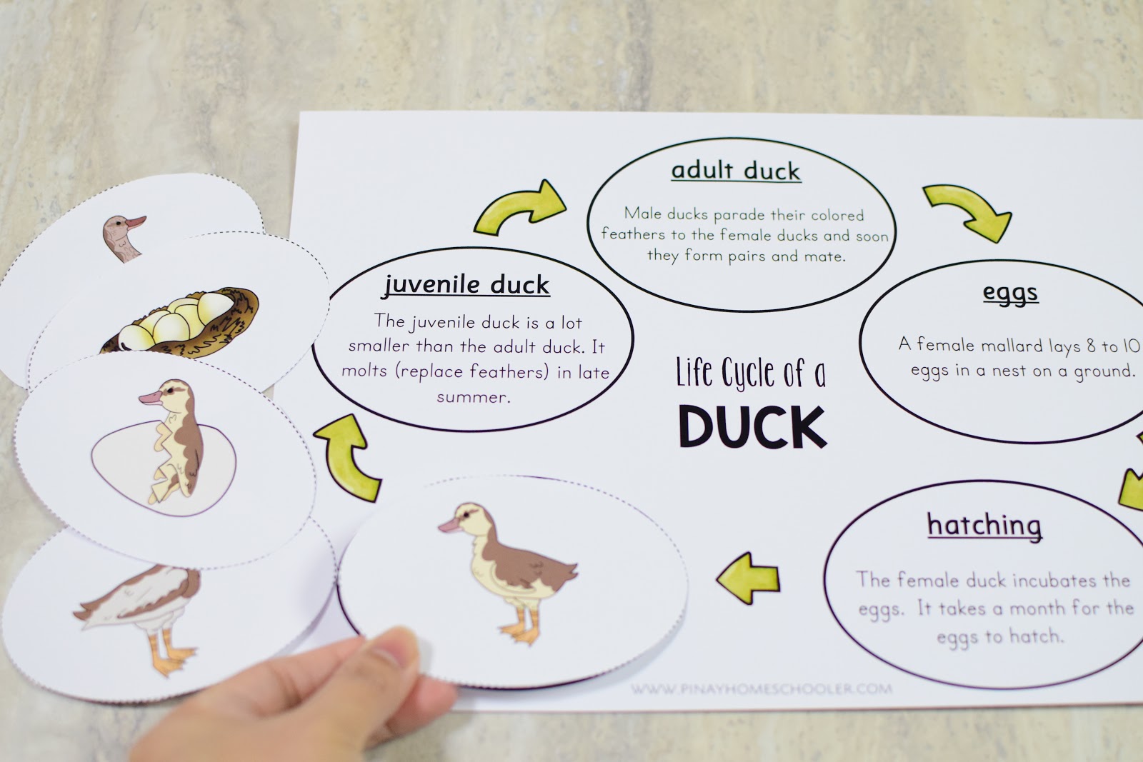 life cycles of animals worksheet
