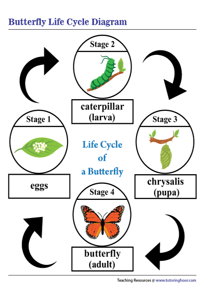 lifecycle of a butterfly worksheet