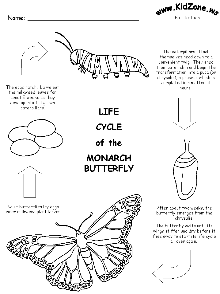 lifecycle of a butterfly worksheet