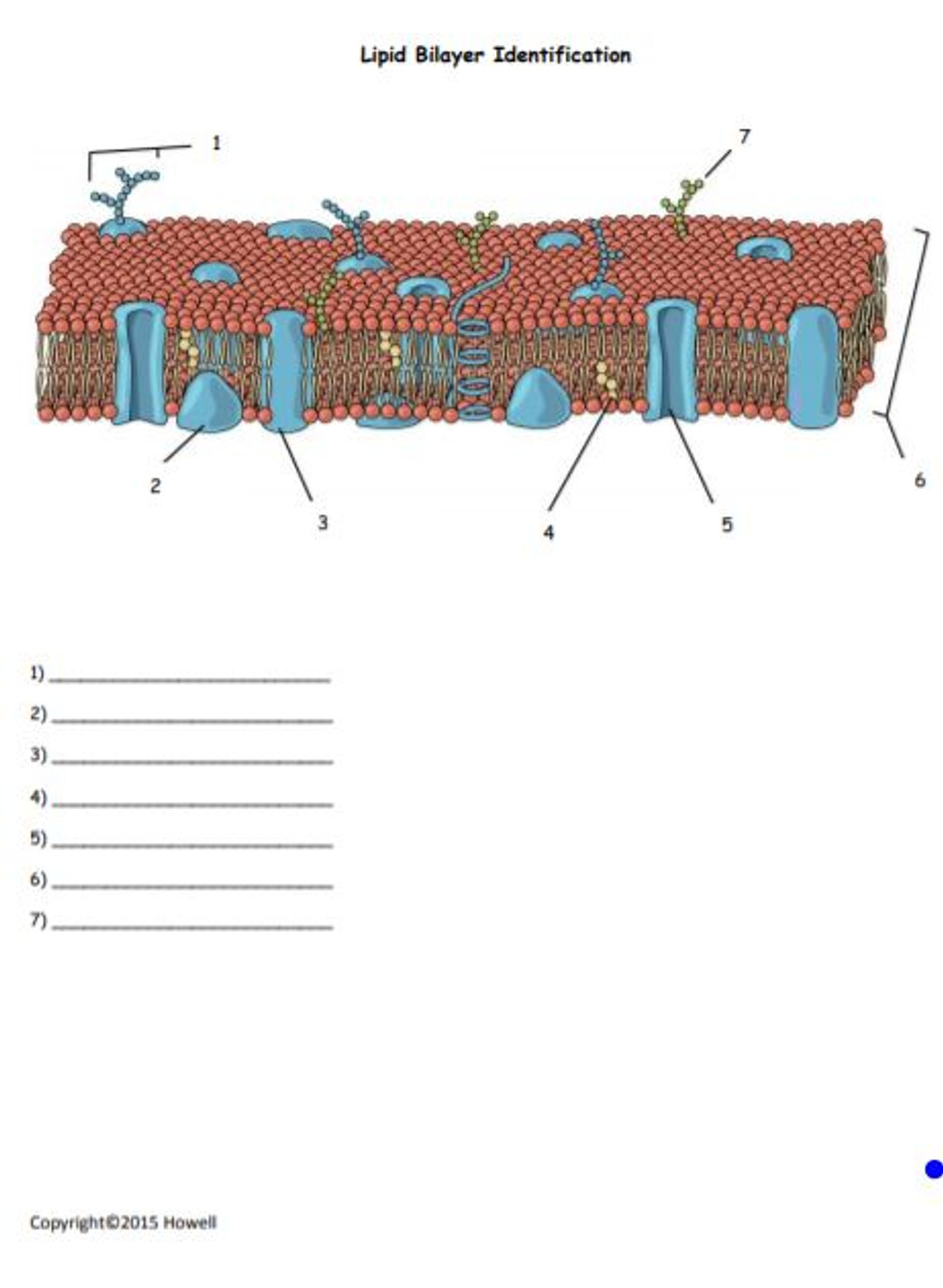 Lipid Bilayer Identification Quiz or Worksheet