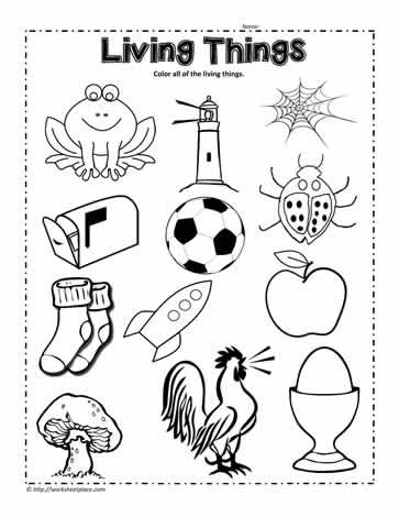 living thing worksheet