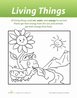 Living Things | Worksheet 