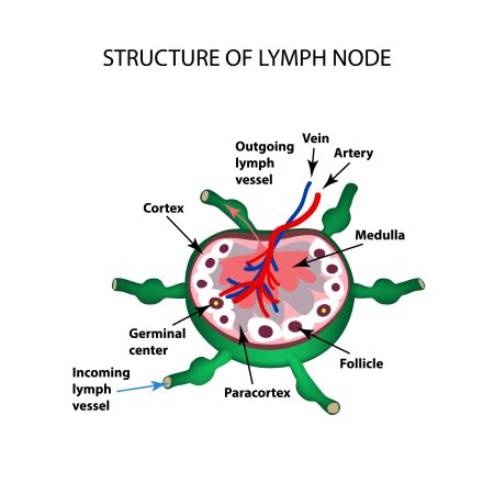 Quiz &  Worksheet - Lymphatic System Component | Study.com