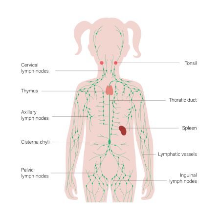 Quiz &  Worksheet - Lymphatic System Component | Study.com
