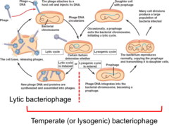 lytic and lysogenic cycle worksheet