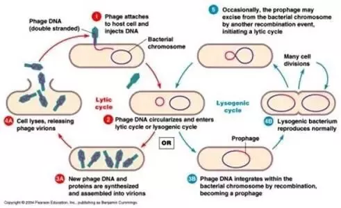 lytic and lysogenic cycle worksheet