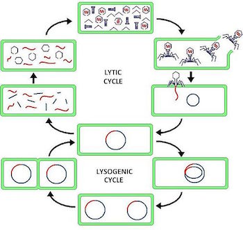Viruses: Definition, Classification &  Life Cycle | Study.com