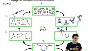 Animation: Phage Lysogenic and Lytic Cycles | Channels for Pearson+