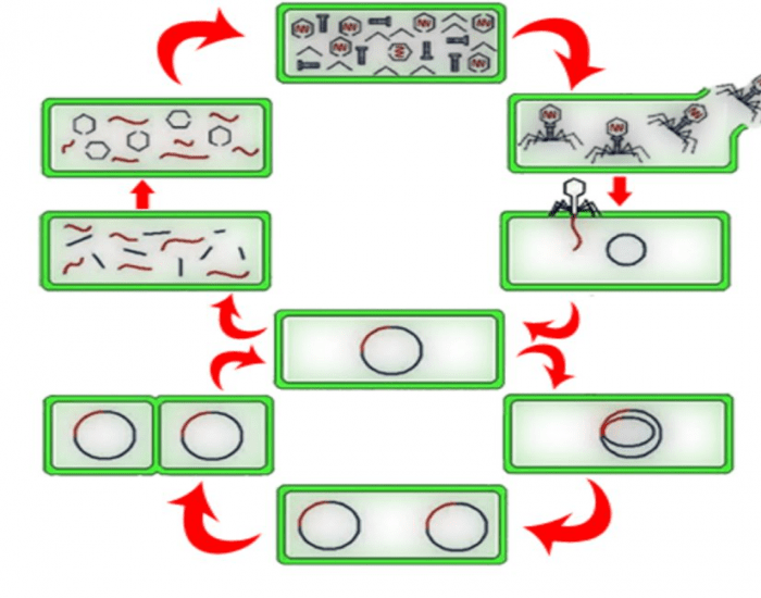 lytic and lysogenic cycle worksheet