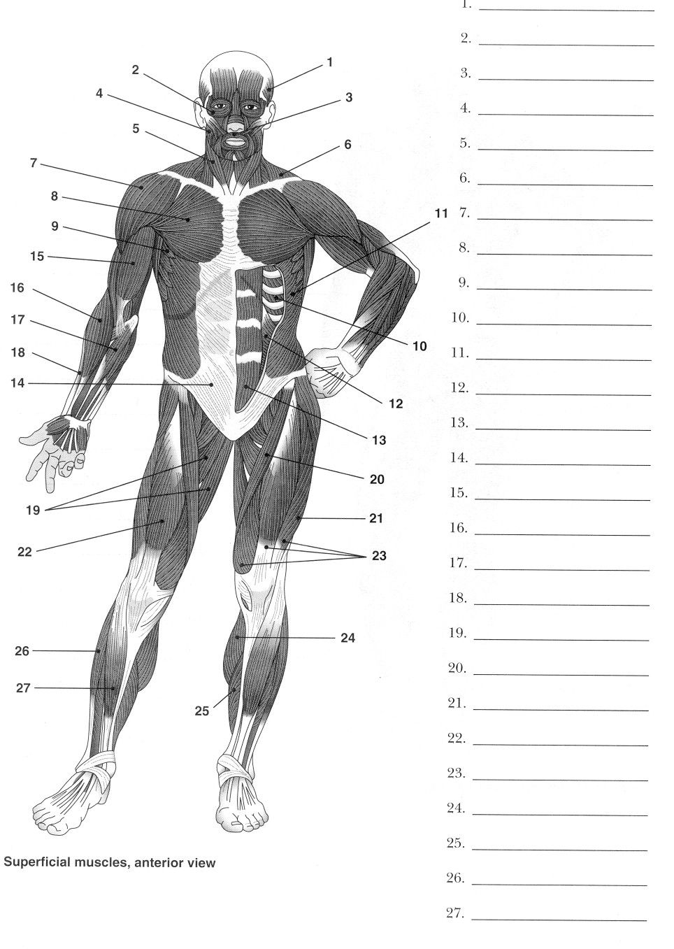 Label Muscles Worksheet | Human muscle anatomy, Human body ...