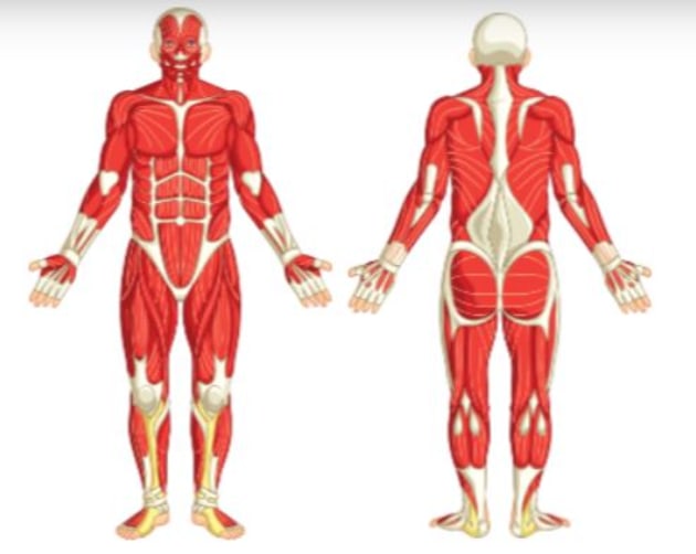 How Many Muscles are in the Human Body | Human Muscles