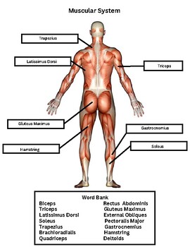 Muscular System Worksheet Answer Key