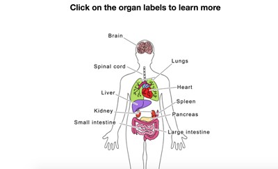 major organs of the human body worksheet answers