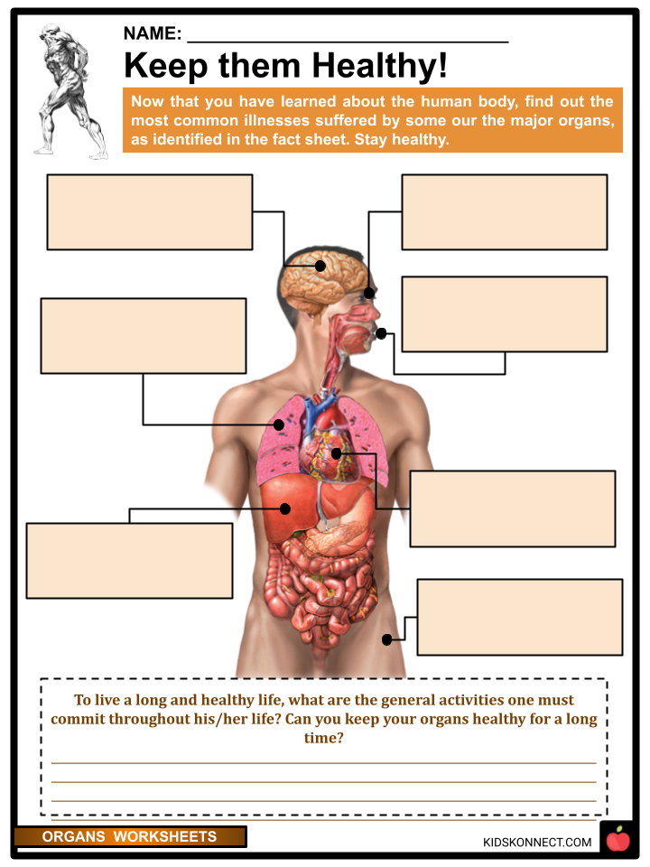 major organs of the human body worksheet answers