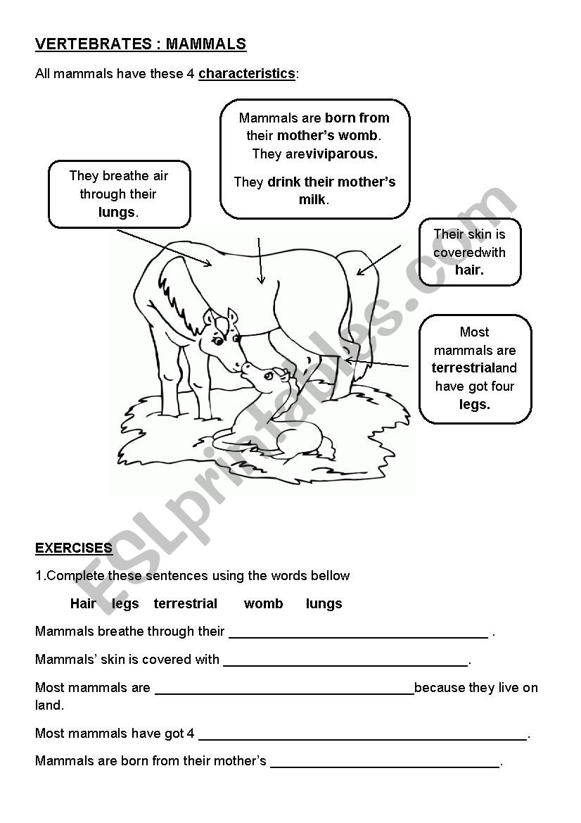 mammals characteristics - ESL worksheet by yovily23