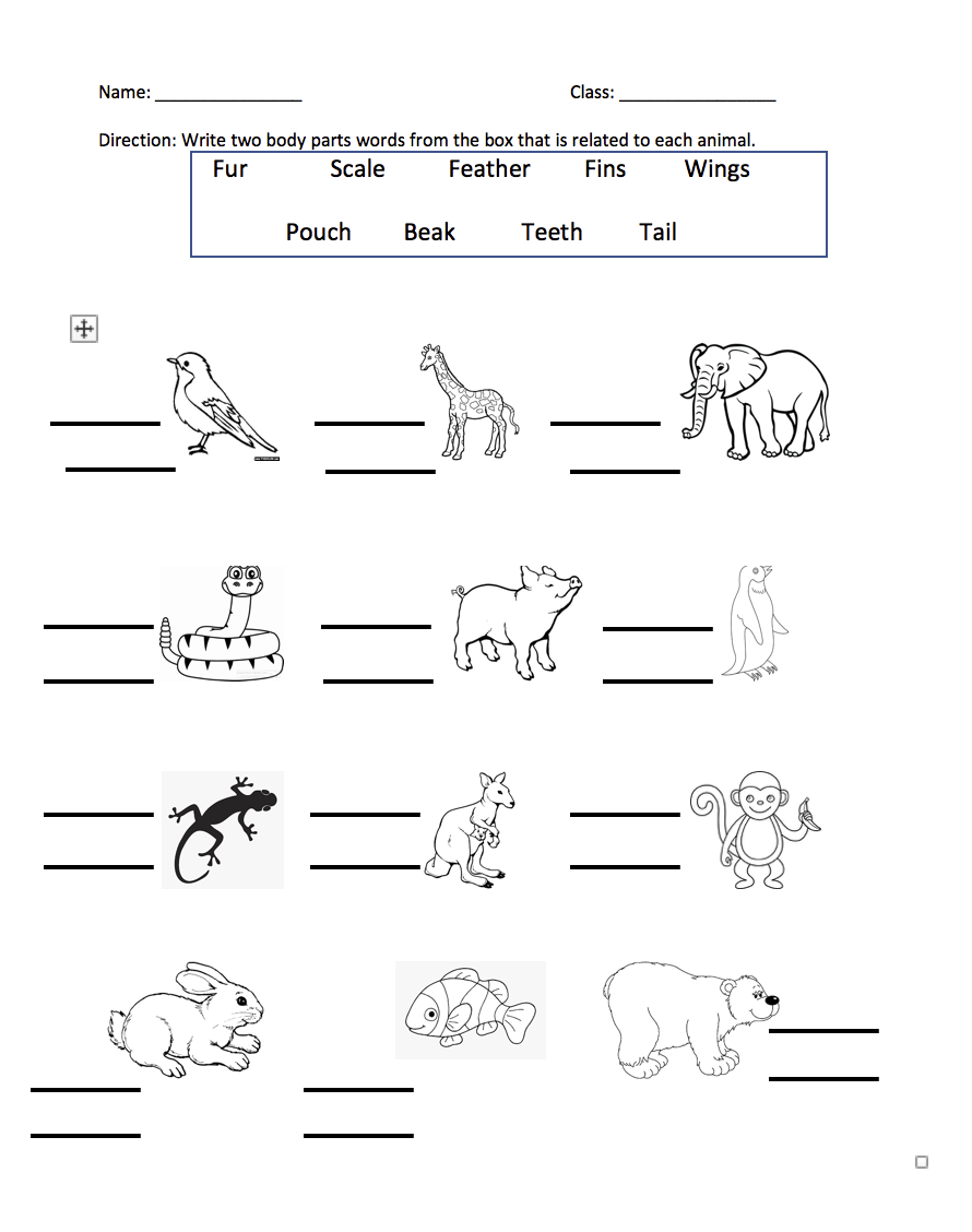 mammal worksheet for 2nd grade