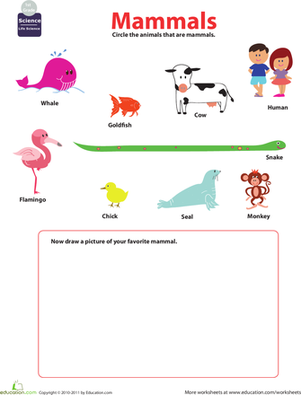 mammal worksheet