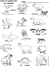 mammal worksheet