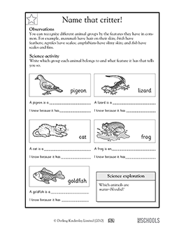 mammals reptiles amphibians birds fish worksheet