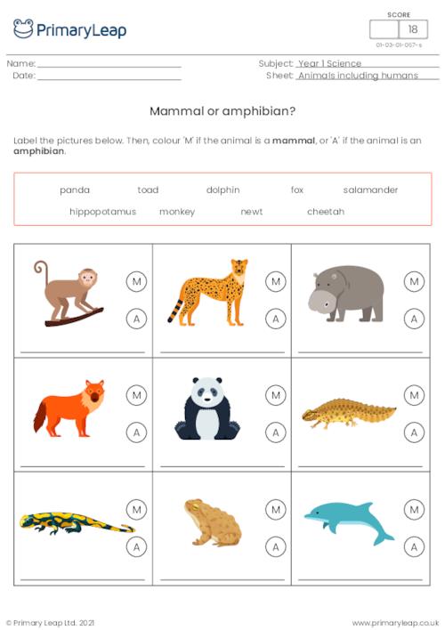Science Identify animals Mammal or amphibian? Worksheet