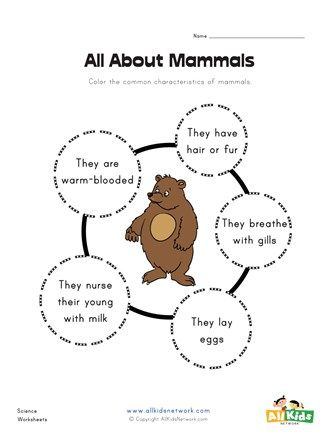 All About Mammals Worksheet | Kindergarten Worksheets