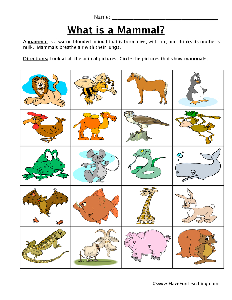 Mammal Classification Worksheet  