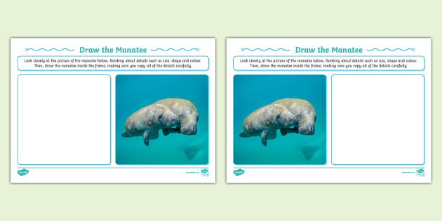 Draw a Manatee Worksheet (Lehrer gemacht) - Twinkl