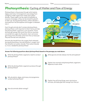 Photosynthesis: Cycling of Matter and Flow of Energy | Worksheet ...