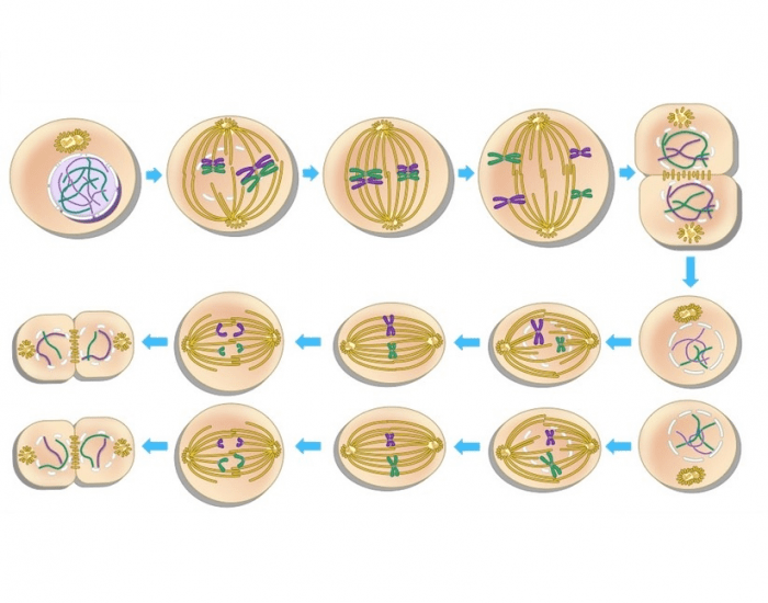 meiosis diagram worksheet
