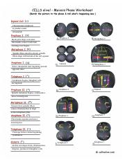 Julia Nordstrom - MeiosisPhases cells alive.pdf - CELLS alive ...