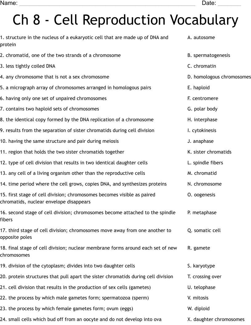 meiosis vocabulary worksheet
