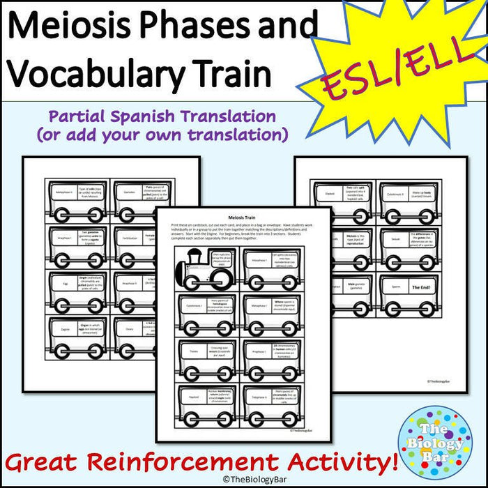 meiosis vocabulary worksheet