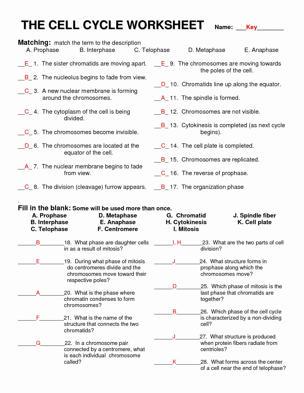meiosis worksheet answer key