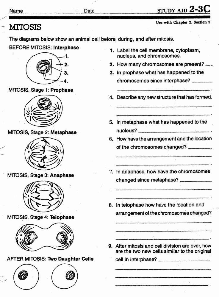 meiosis worksheet answer key