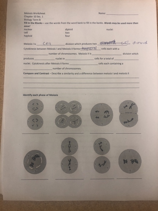 meiosis worksheet answer